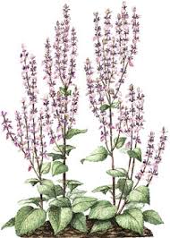 CLARY SAGE OIL - Rakesh Sandal Industries